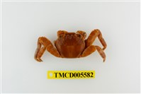 藏品(白紋方蟹)的圖片